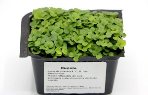 RUCOLA