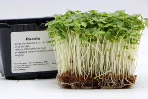 rucola